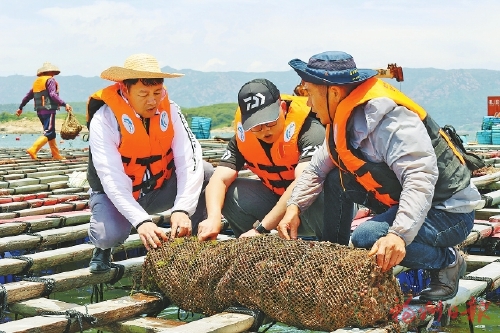 福建省首次在连江试养成功扇贝良种“蓬莱红3号”