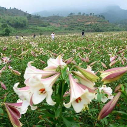 新華網