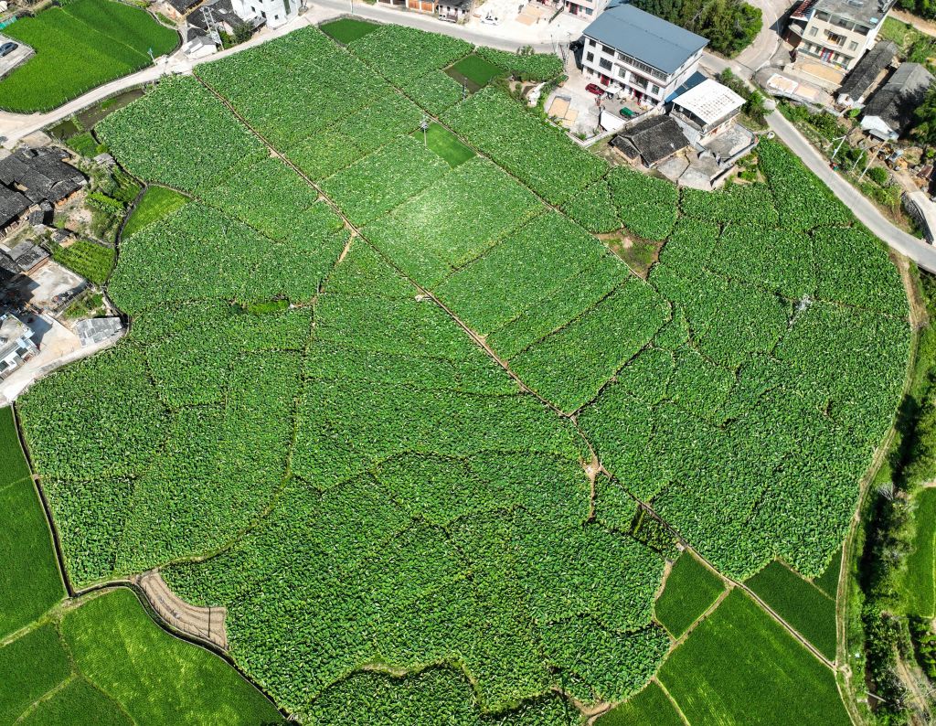 新华网