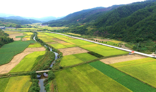 【航拍】福建清流县秋景:红土地上丰收年 稻浪金黄美如画