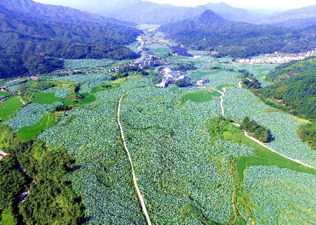 航拍建宁大源村"莲海梯田"