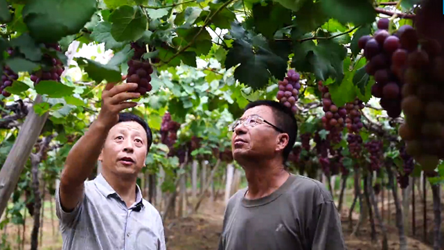 新种植技术很快产生效益，当地葡萄进入稳产阶段