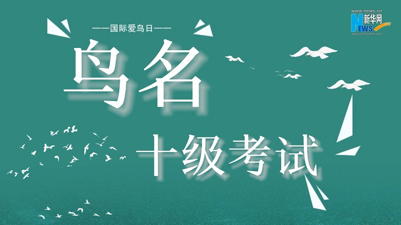 国际爱鸟日| 不服来试试？这些鸟的名你能读对么