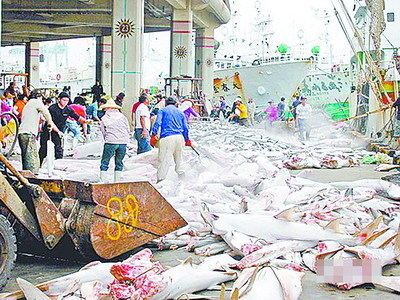 全球前20大捕鯊地區臺灣列第四