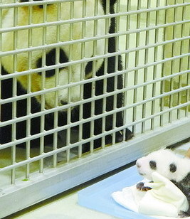 圓圓隔籠吻圓仔