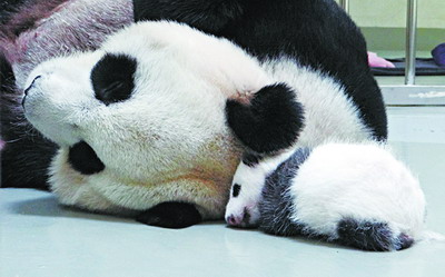 出生第42天 圓仔睜開右眼